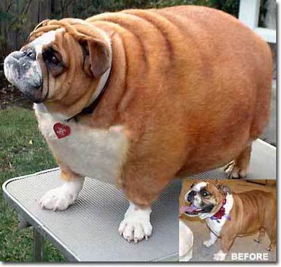 fat-bulldog.jpg